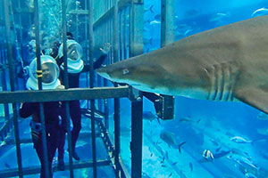 Dubai Mall Aquarium, Ντουμπάι, Ην, Αραβ. Εμιράτα